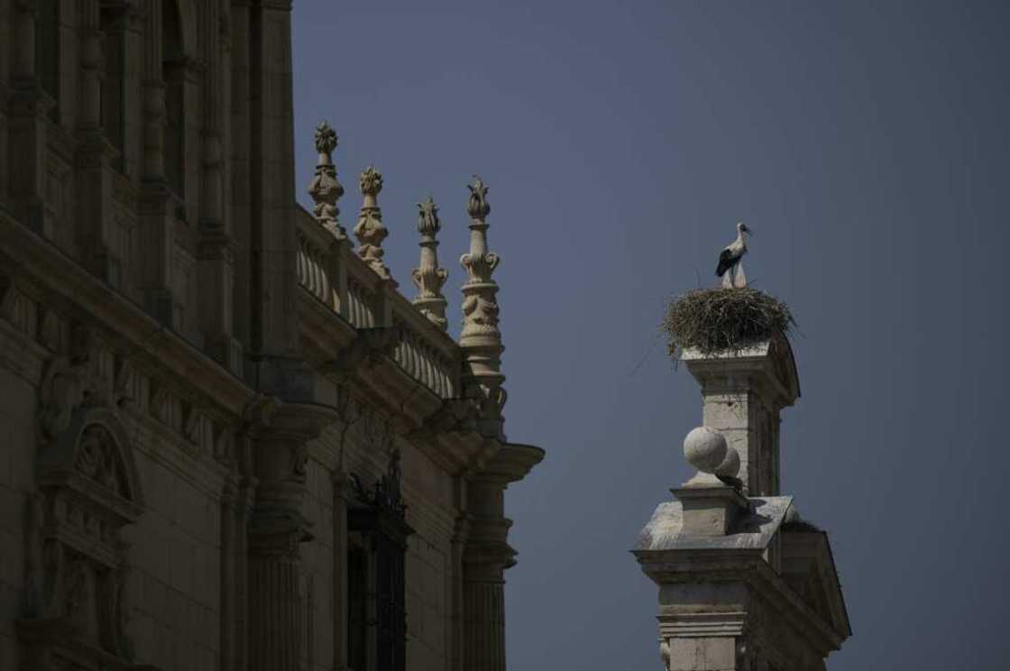 In Alcala de Henares near Madrid white storks have become a symbol of the town because they have become so numerous