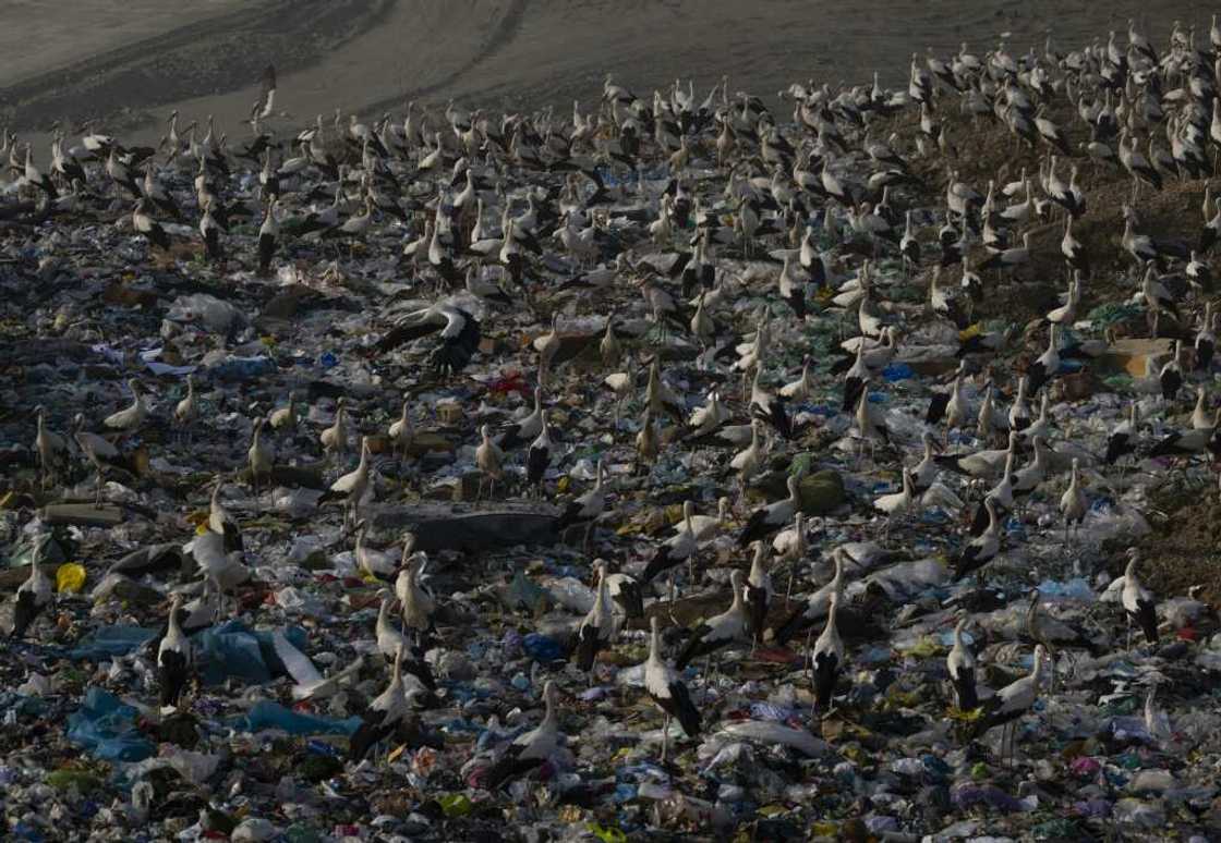 The municipality of Pinto is considering covering its landfill site to prevent storks from swallowing plastic and other potentially harmful items The municipality of Pinto is considering covering its landfill site to prevent storks from swallowing plastic and other potentially harmful items