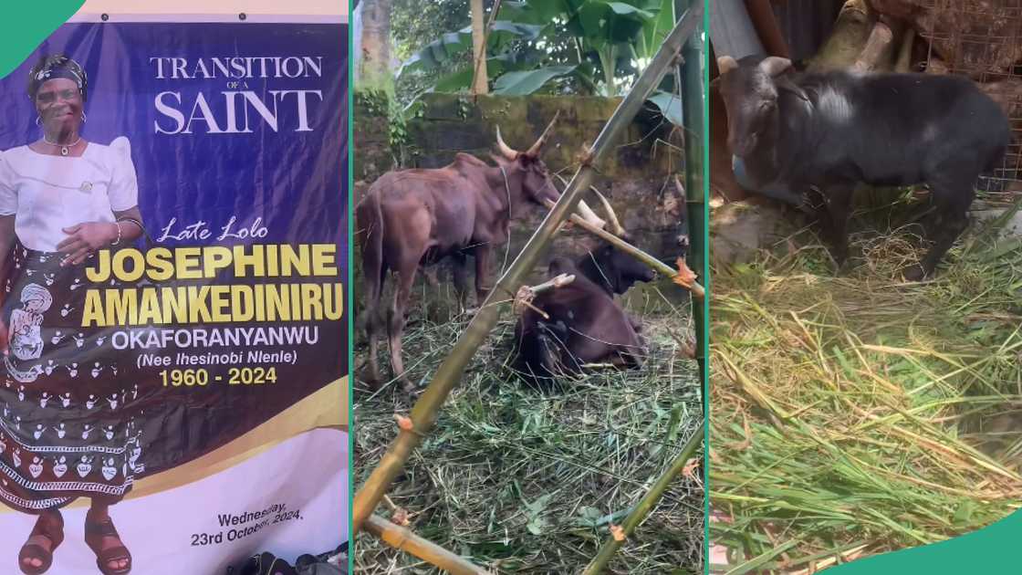 Lady shows off cows to be used for her mother's burial.