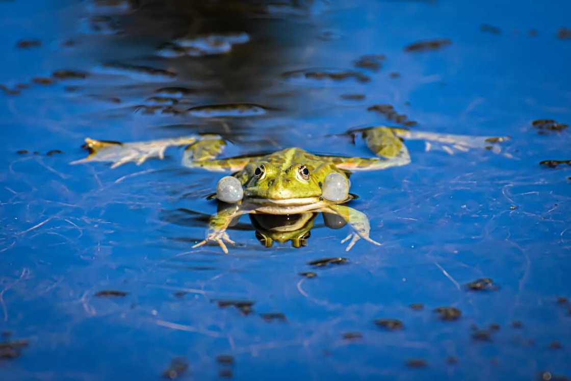 frog names