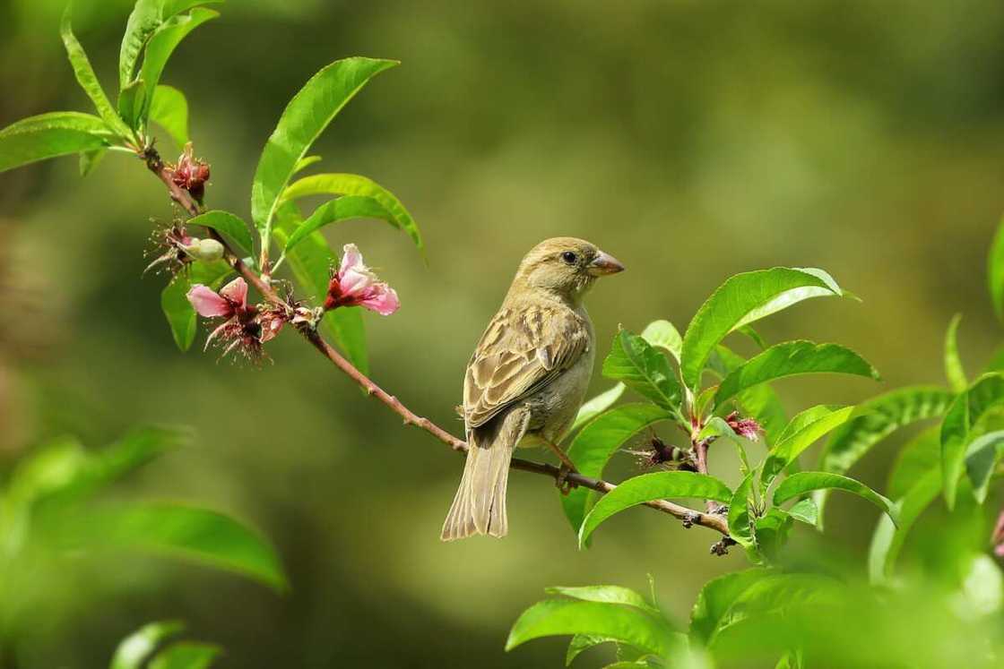 symbolic birds symbolic birds