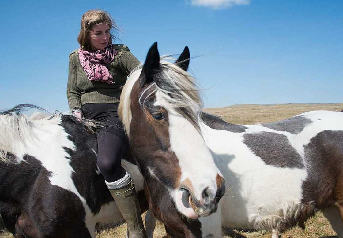 Yorkshire Shepherdess