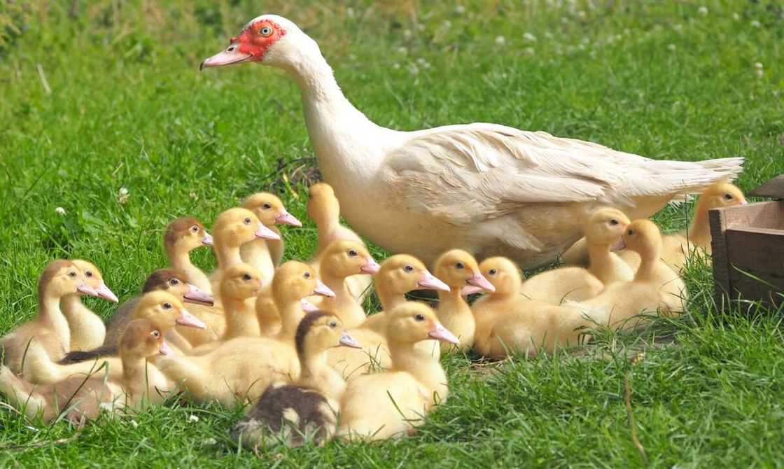 duck names duck names