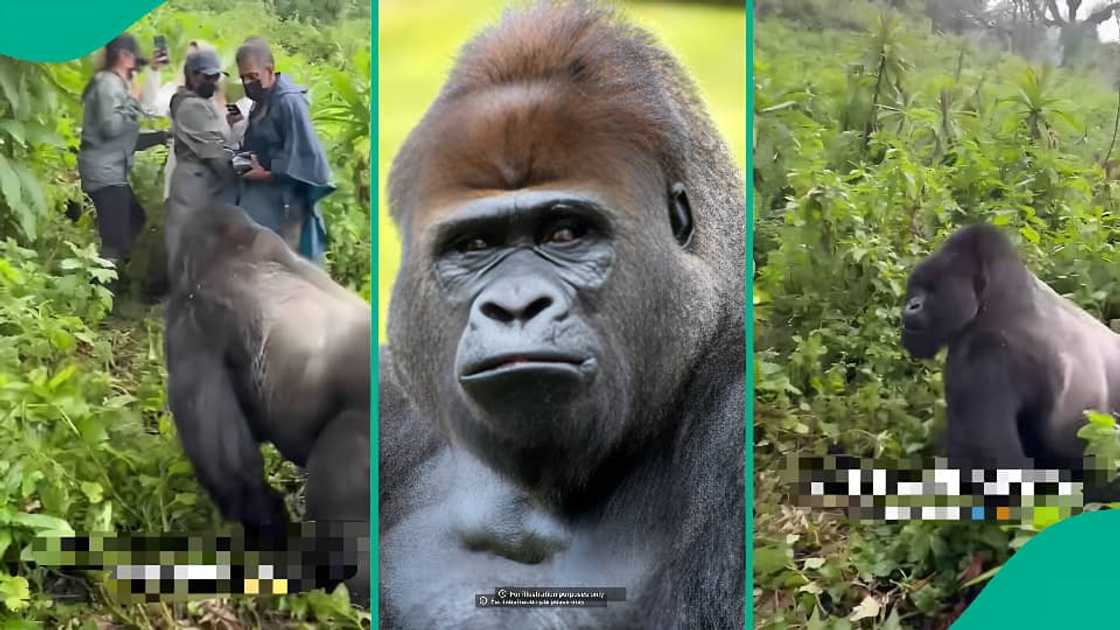 Woman’s hiking adventure takes funny turn with gorilla