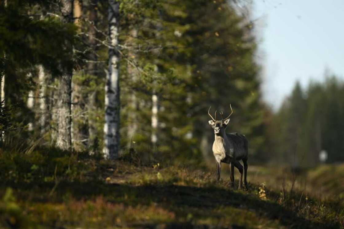 Forests suck carbon from the atmosphere and store it in vegetation and soil