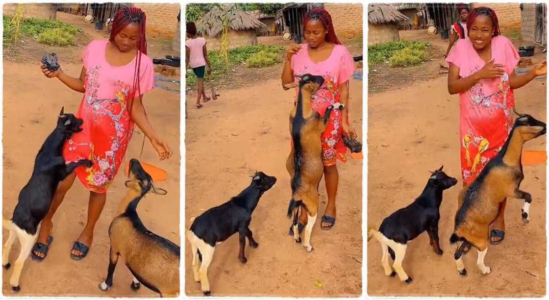 Photos of a lady playing with her goats.