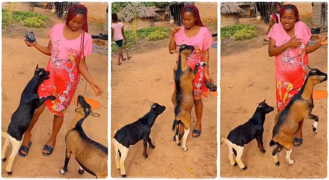 Photos of a lady playing with her goats. Photos of a lady playing with her goats.