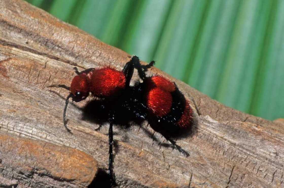 Red velvet ant