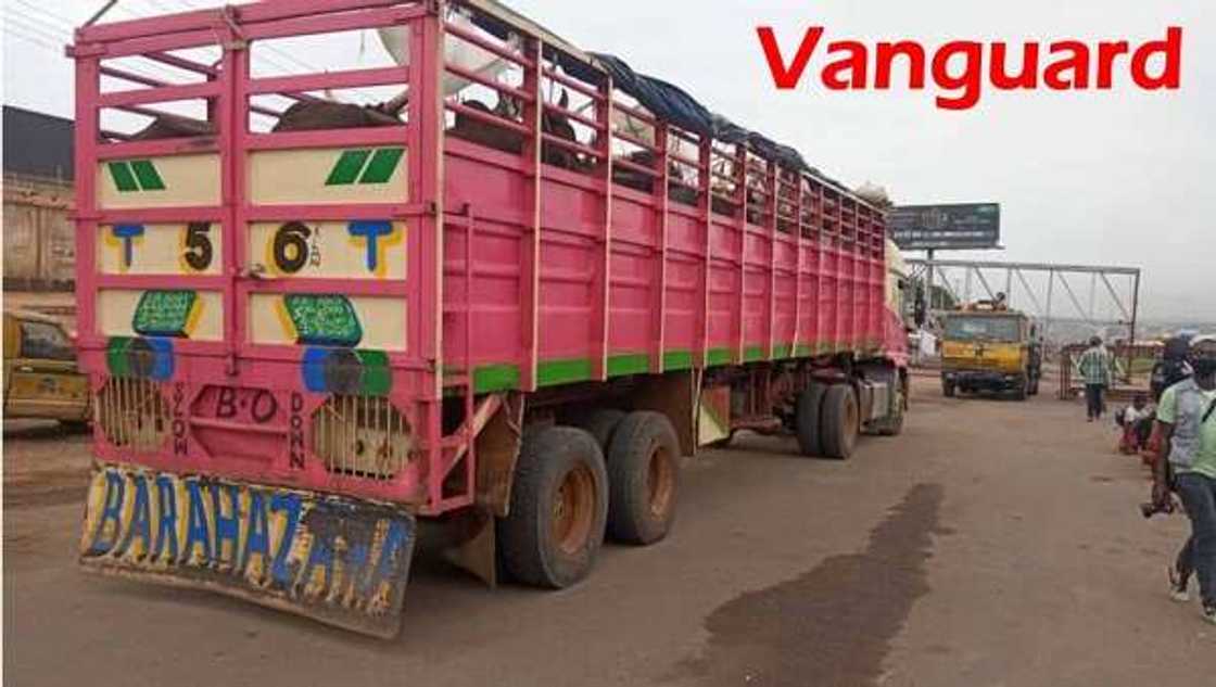 Yadda aka cakuda Zamfarawa 40 a cikin shanu aka shigar da su Legas (Bidiyo, Hoto) Yadda aka cakuda Zamfarawa 40 a cikin shanu aka shigar da su Legas (Bidiyo, Hoto)