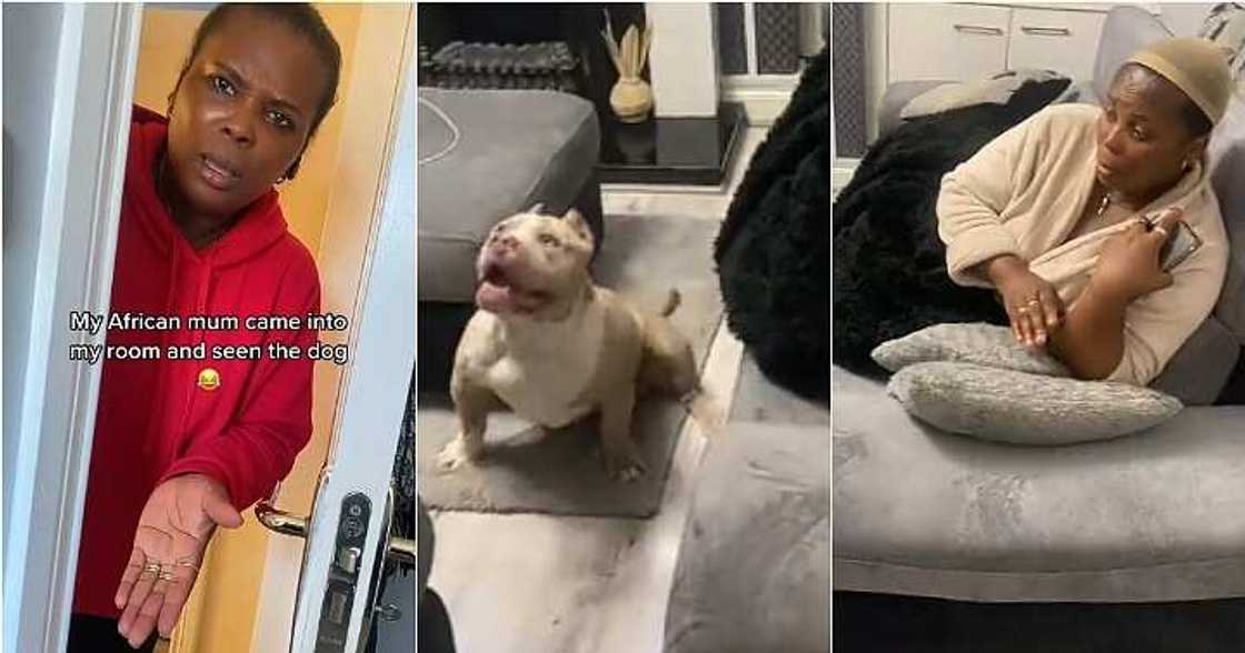 African mum scared of dog, not clean African mum scared of dog, not clean
