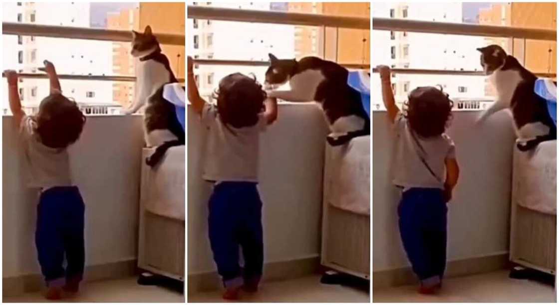 Photos of a little child and a cat at the balcony.