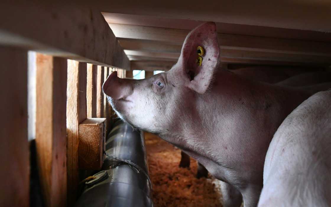 Current EU rules permit livestock transport times of eight to 28 hours depending on species, with no mandatory breaks for pigs Current EU rules permit livestock transport times of eight to 28 hours depending on species, with no mandatory breaks for pigs