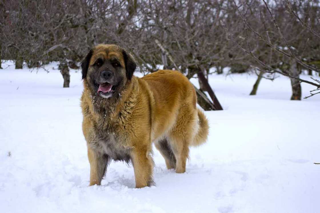 Leonberger dog Leonberger dog