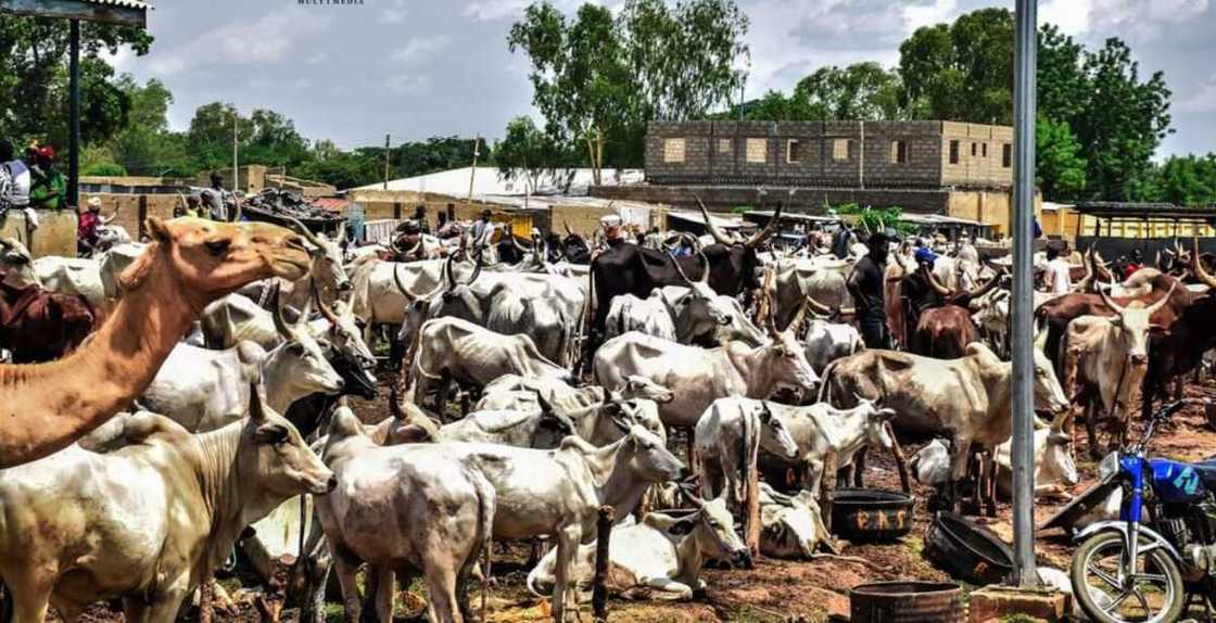 Mai sana'ar dabbobi y koka kan yadda jami'an tsaro ke tatsar kudade a hannunsu Mai sana'ar dabbobi y koka kan yadda jami'an tsaro ke tatsar kudade a hannunsu