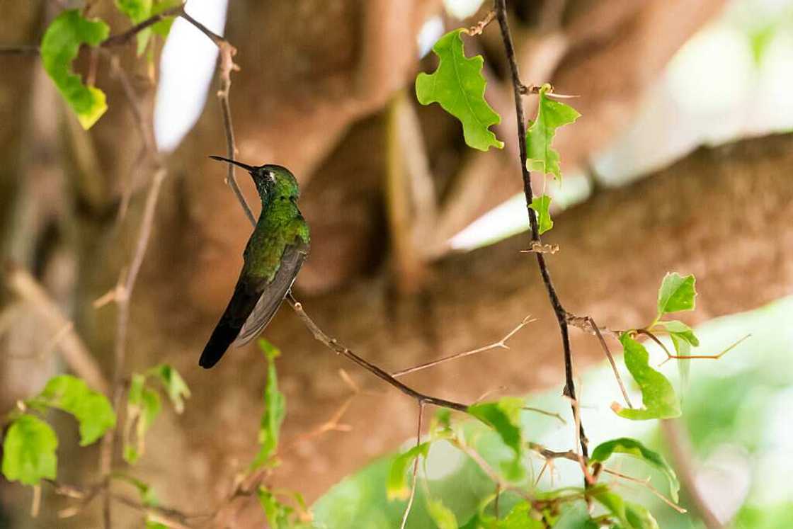 Colibri Abeille Colibri Abeille