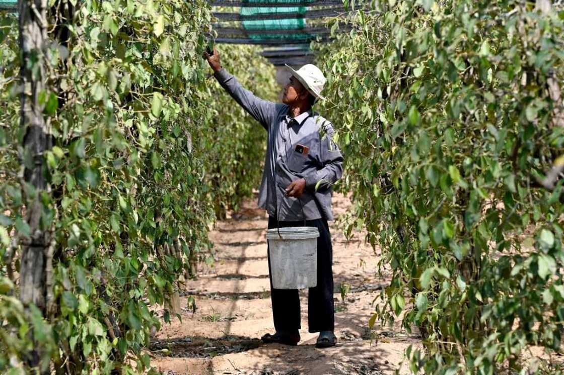 The changing weather meant farmers were unable to expand their farms, and instead were stuck struggling to keep their existing plants alive The changing weather meant farmers were unable to expand their farms, and instead were stuck struggling to keep their existing plants alive