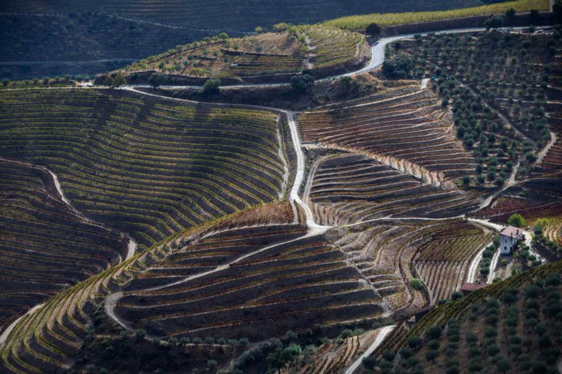 Portugal's Douro Valley is known for its endless swathes of vineyards cascading down lush green hills on tiered terraces