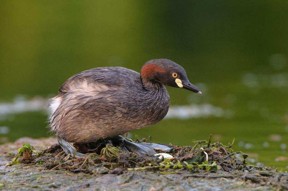 Little Grebe Little Grebe