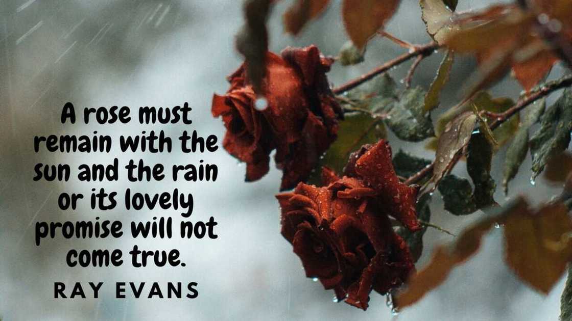 roses quotes roses quotes