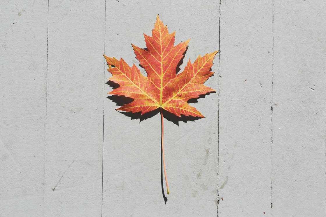 A maple leaf on a grey surface A maple leaf on a grey surface