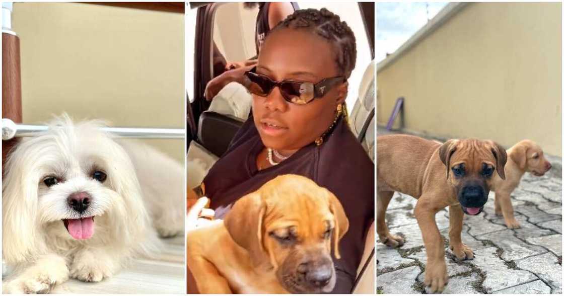 Teni, dogs Teni, dogs