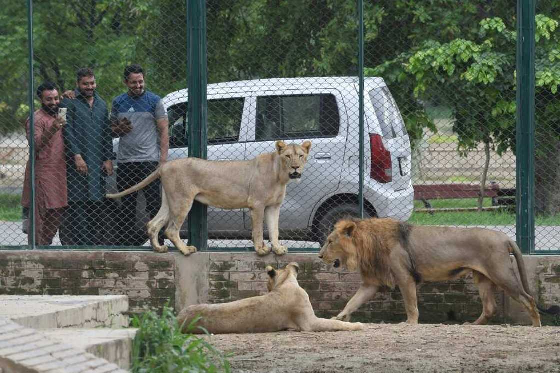 Conservationists have raised concerns about the sale of the lions Conservationists have raised concerns about the sale of the lions