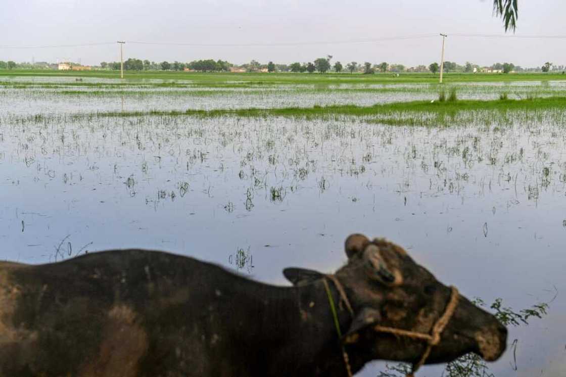 With homes and livelihoods washed away, some farm workers are expected not to return to their rural lives With homes and livelihoods washed away, some farm workers are expected not to return to their rural lives