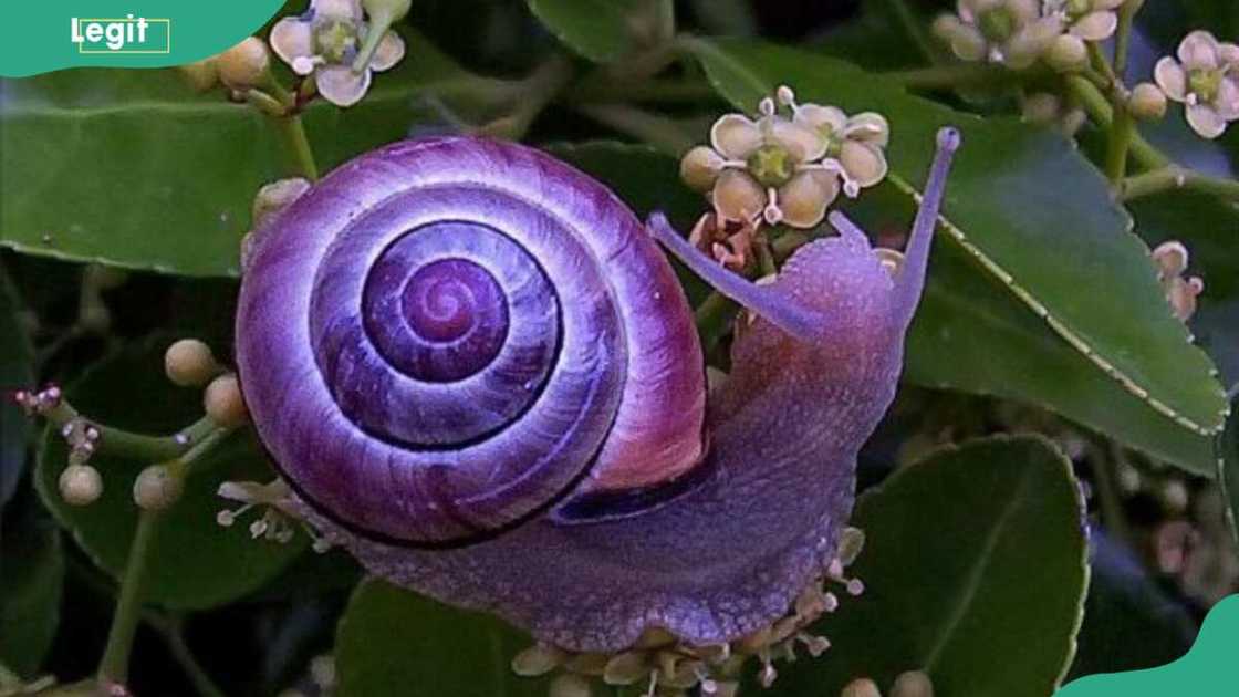 A purple Sea snail A purple Sea snail
