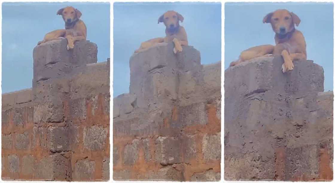 Photos of a dog on the fence of its owners house. Photos of a dog on the fence of its owners house.