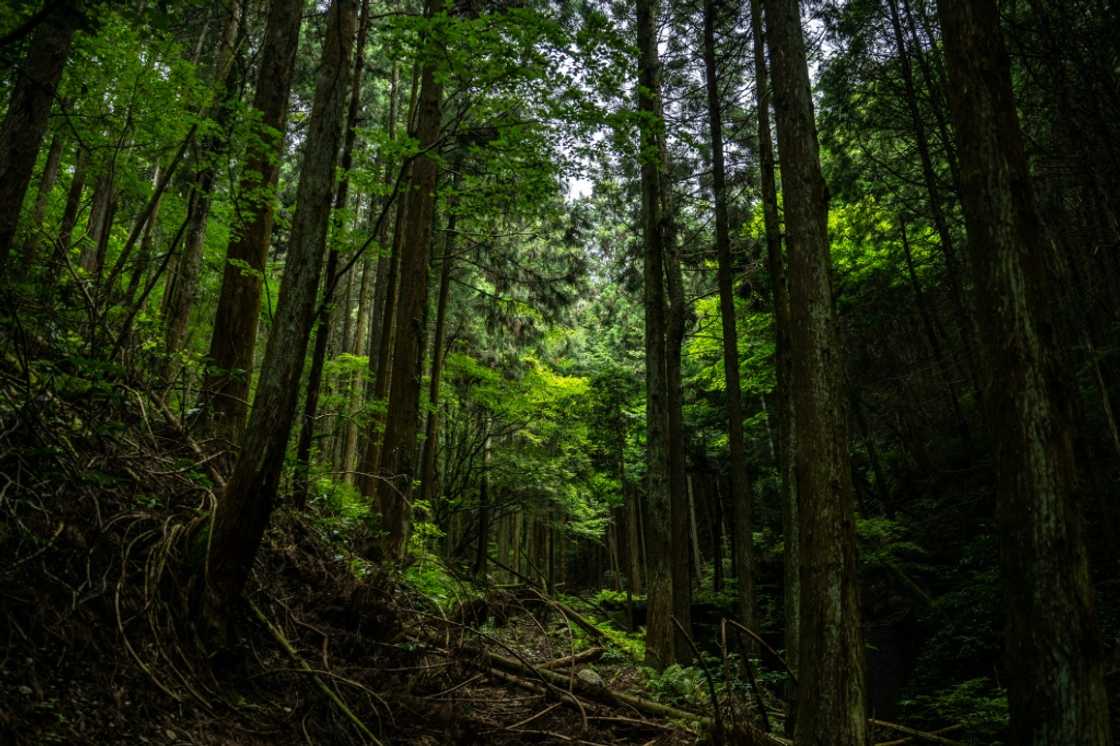 New technologies such as electric cars, carbon capture or nuclear fusion cannot solve the climate problem in a system that is always seeking greater profit, Saito says New technologies such as electric cars, carbon capture or nuclear fusion cannot solve the climate problem in a system that is always seeking greater profit, Saito says