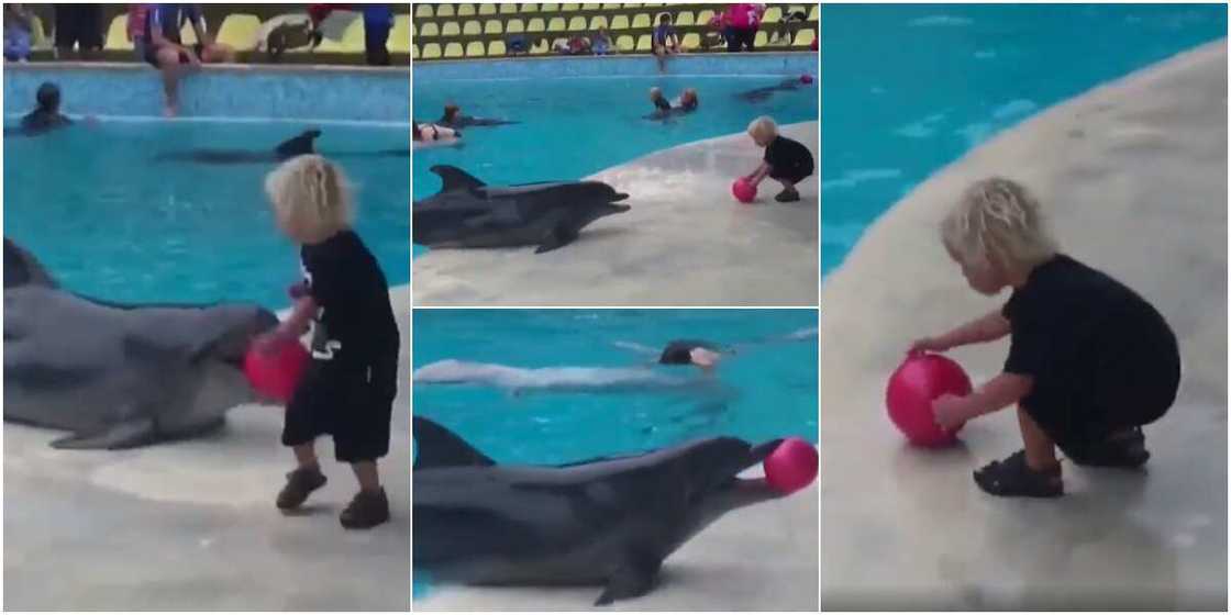 Heartwarming Video Shows Dolphin Playing Ball with Little Boy as They Share Happy Moment Together Heartwarming Video Shows Dolphin Playing Ball with Little Boy as They Share Happy Moment Together