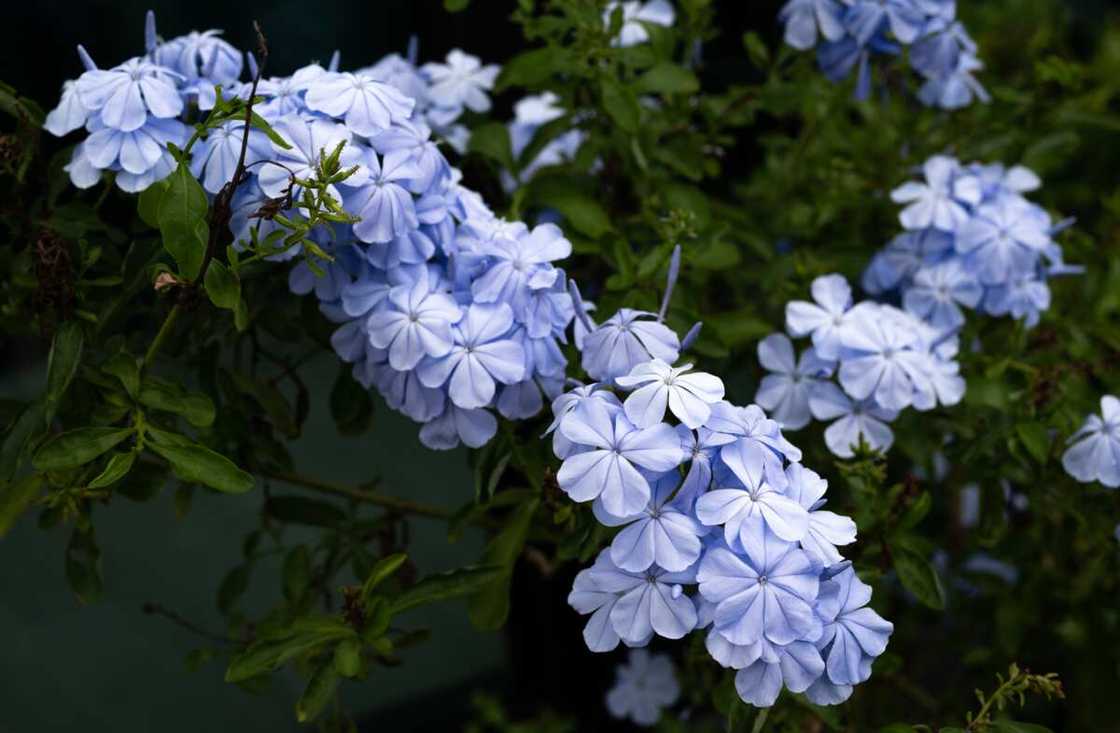 A collection of purple plumbago flowers