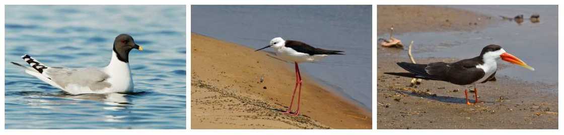 Charadriiformes birds