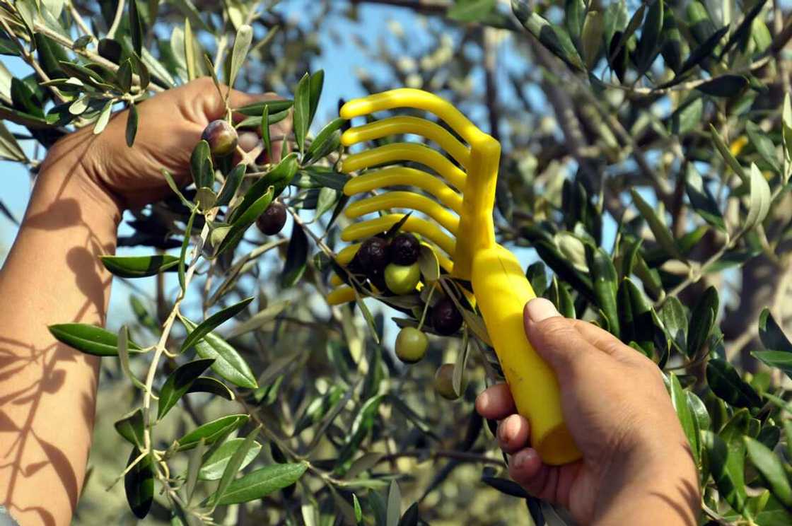 Olive harvest