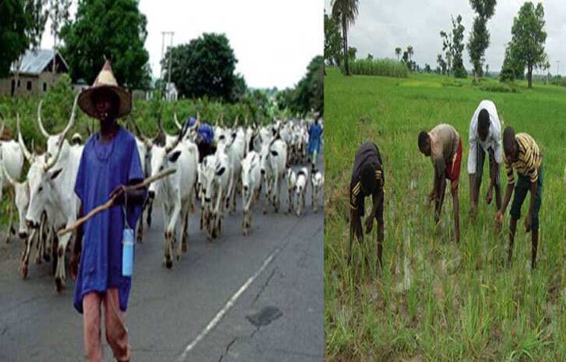 Ekiti ta bai wa makiyaya wa'adin makwanni 2 su yirajista ko su tattara su bar jihar Ekiti ta bai wa makiyaya wa'adin makwanni 2 su yirajista ko su tattara su bar jihar