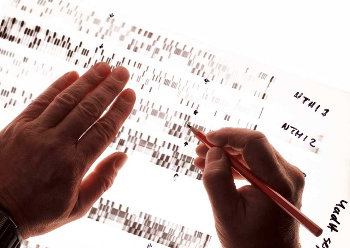 Someone studying DNA Someone studying DNA