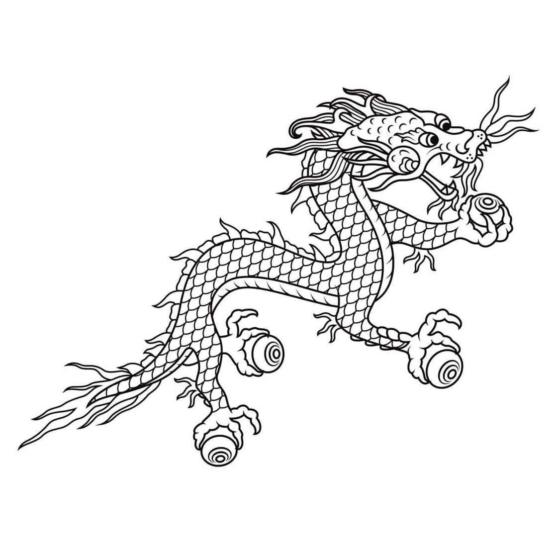 Dragon species Dragon species