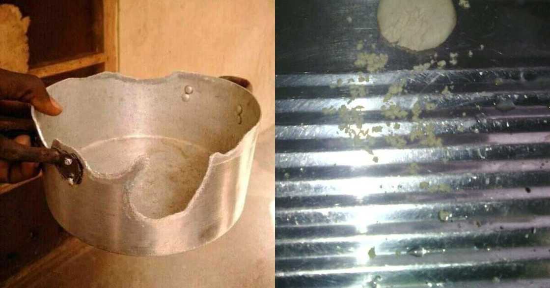 Rats in my kitchen ate my saucepan - Man narrates; research backs his claim Rats in my kitchen ate my saucepan - Man narrates; research backs his claim