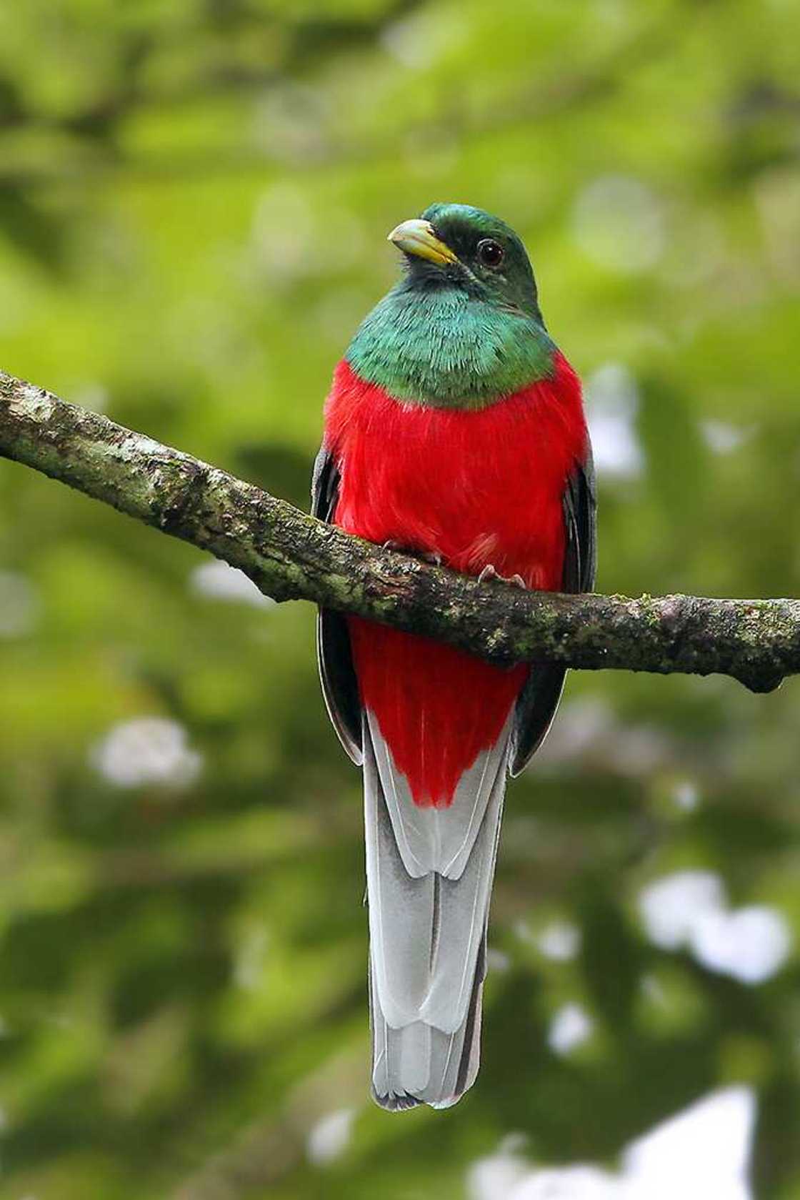 Narina Trogon