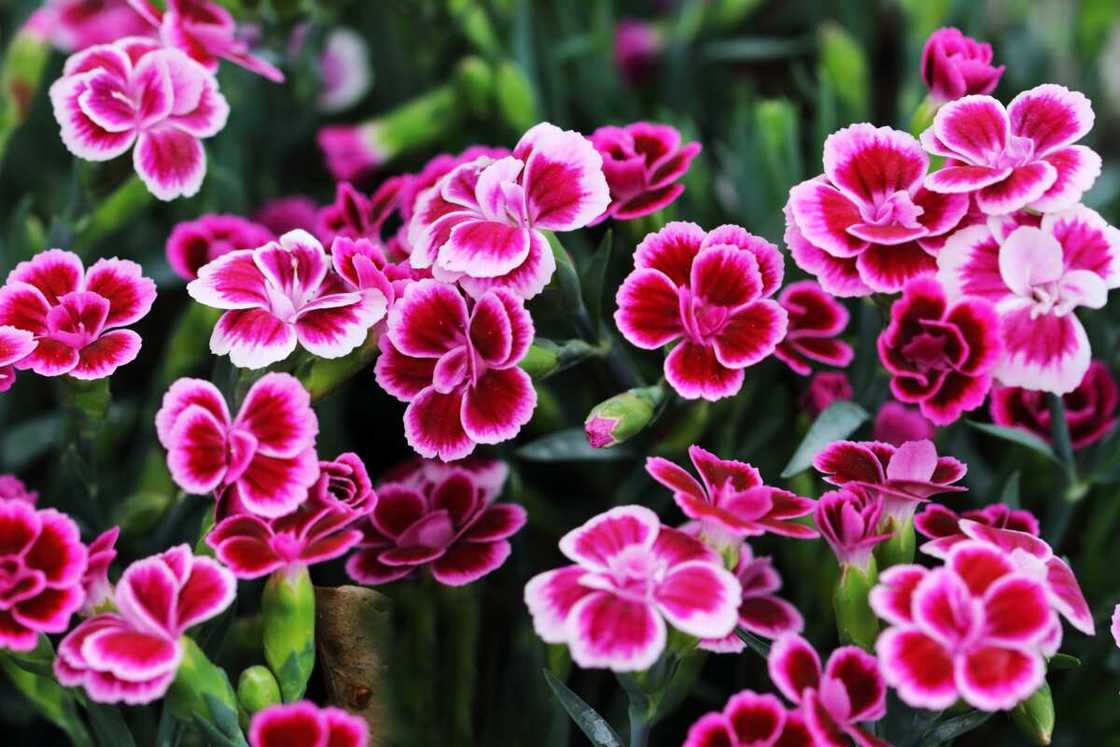 Pink flowers in a garden Pink flowers in a garden