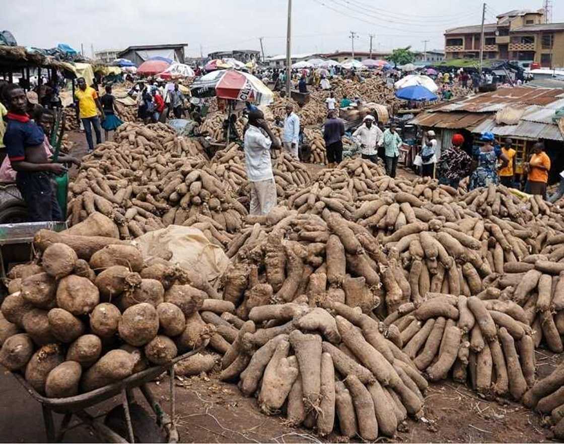 Tips on how to invest in agriculture in Nigeria Tips on how to invest in agriculture in Nigeria