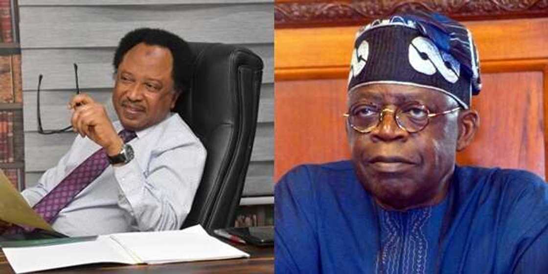 Why Tinubu was silent on herder-farmer crisis, eviction notice in southwest, Shehu Sani Why Tinubu was silent on herder-farmer crisis, eviction notice in southwest, Shehu Sani