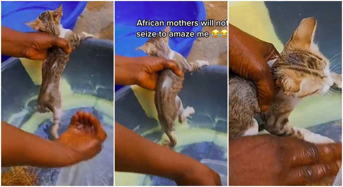 Photos of a woman bathing her cat. Photos of a woman bathing her cat.