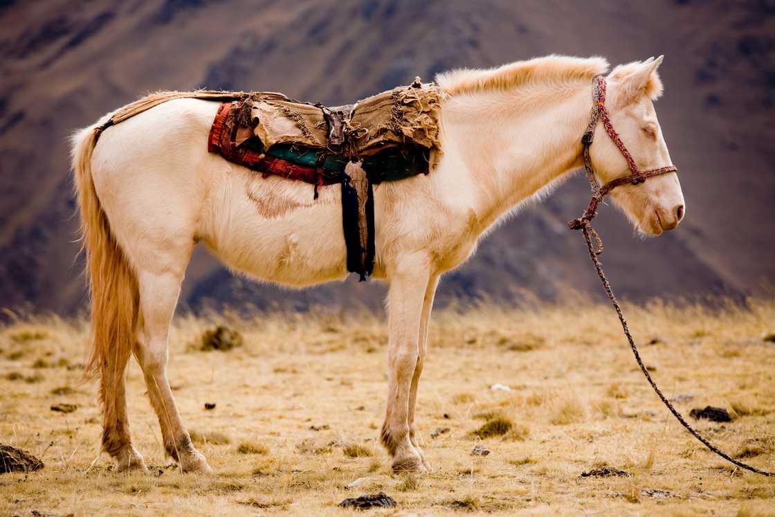 A sleeping horse A sleeping horse