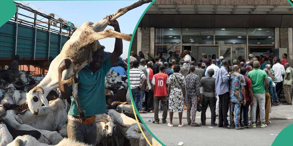 Nigerian bank offers ram loan ahead of 2024 Sallah Nigerian bank offers ram loan ahead of 2024 Sallah