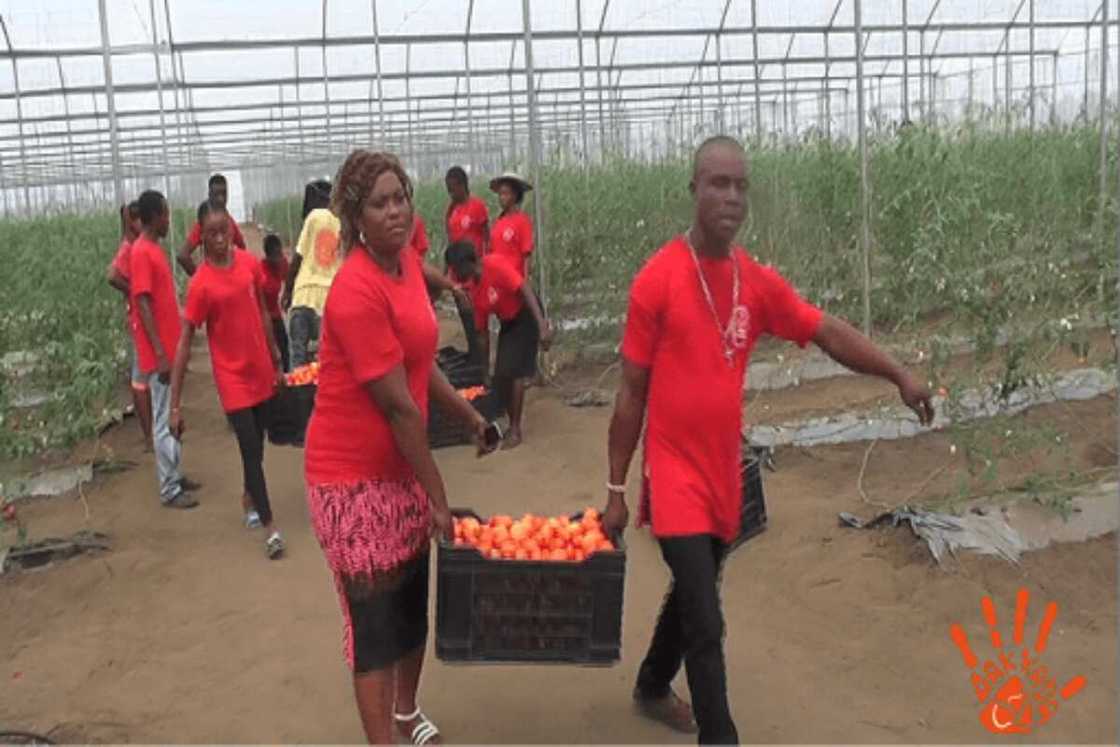 Agriculture proves to be pathway to sustainable development of Akwa Ibom By Benson Etuk Agriculture proves to be pathway to sustainable development of Akwa Ibom By Benson Etuk