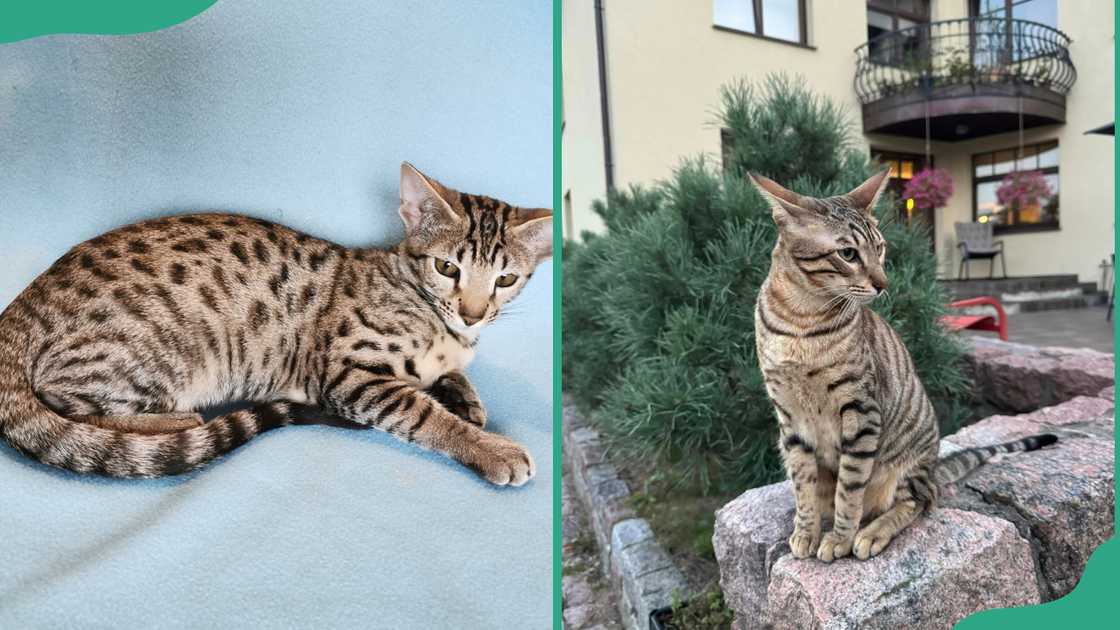 Serengeti cat breed sleeping on a white bedsheet (L). A Serengeti cat sitting on a stone (R).