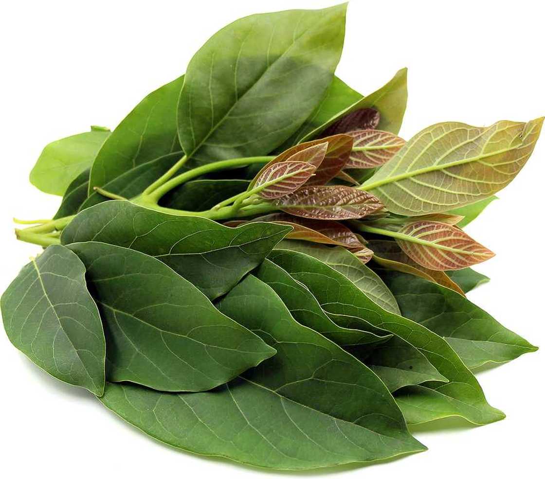 Avocado Leaves Information Avocado Leaves Information