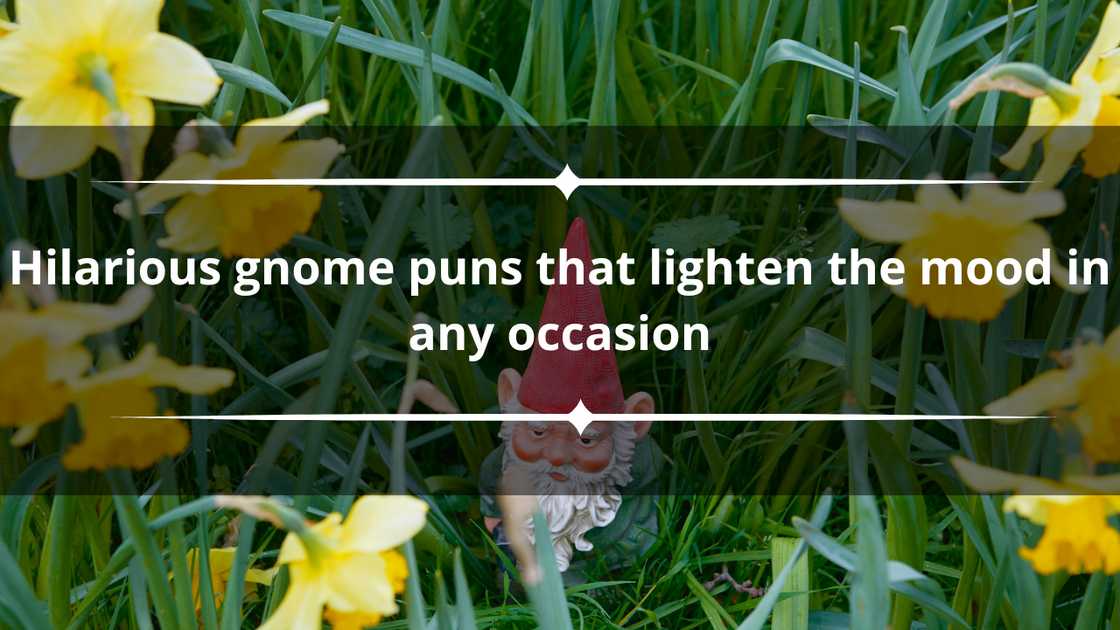 Gnome puns Gnome puns