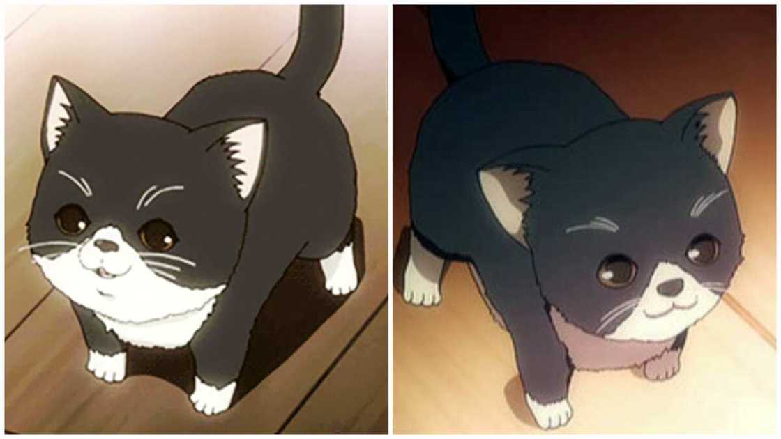 cat anime characters cat anime characters